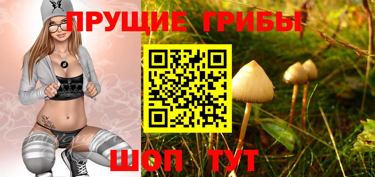 Заволжье  Псилоцибиновые грибы Psilocybe  Вход с VPN 